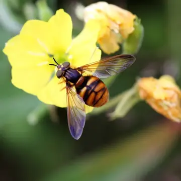 Chrysotoxum grandis Matsumura, 1911:72