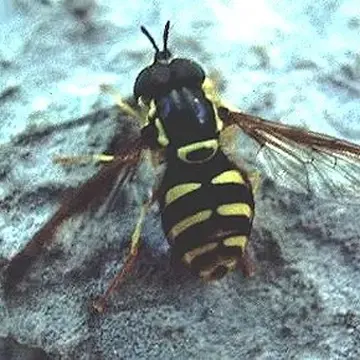 Chrysotoxum intermedium Meigen, 1822:169