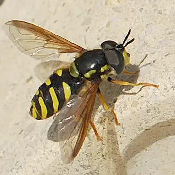 Chrysotoxum intermedium Meigen, 1822:169
