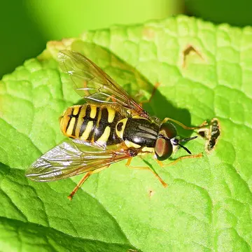 Chrysotoxum octomaculatum Curtis, 1837:653