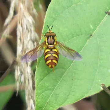 Chrysotoxum testaceum Sack, 1913:9