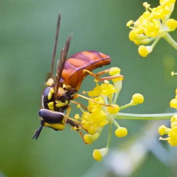 Chrysotoxum triarcuatum Macquart, 1839:107