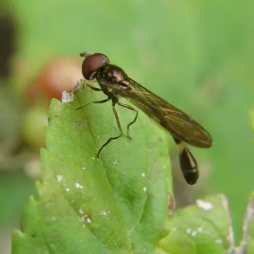 Baccha elongata (Fabricius, 1775):768