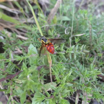 Chrysotoxum triarcuatum Macquart, 1839:107