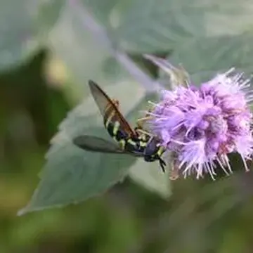 Chrysotoxum vernale Loew, 1841:159