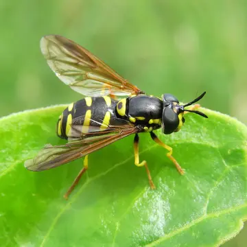 Chrysotoxum vernale Loew, 1841:159