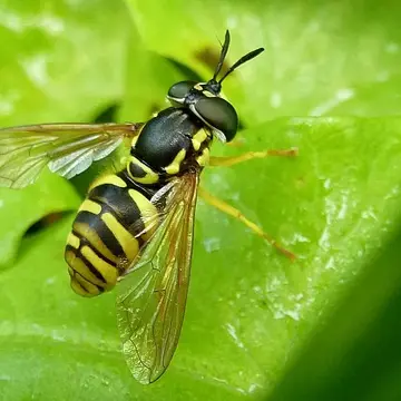 Chrysotoxum verralli Collin, 1940:155