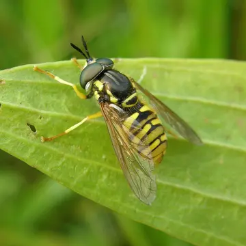 Chrysotoxum verralli Collin, 1940:155