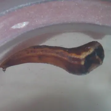 Baccha elongata (Fabricius, 1775):768
