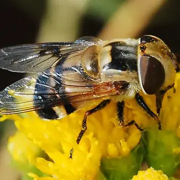 Copestylum (Phalacromya) apiciferum (Townsend, 1895):40