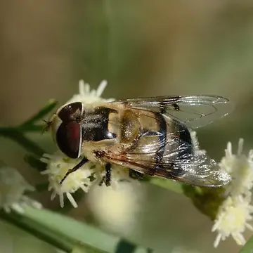 Copestylum (Phalacromya) apiciferum (Townsend, 1895):40