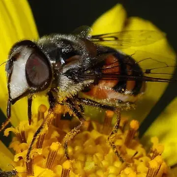 Copestylum (Phalacromya) avidum (Osten Sacken, 1877):333