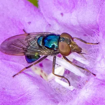 Copestylum (Phalacromya) barei (Curran, 1925):255