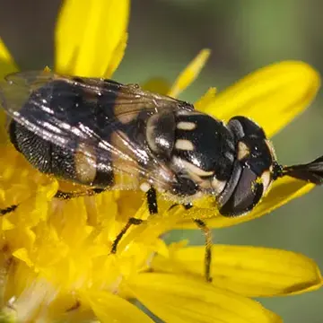 Copestylum caudata Curran, 1927:45