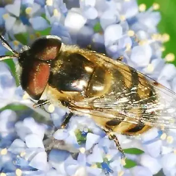 Copestylum caudata Curran, 1927:45