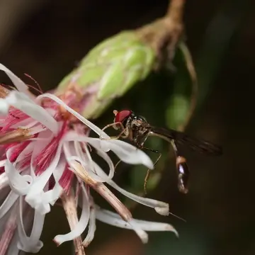 Baccha maculata Walker, 1852:223