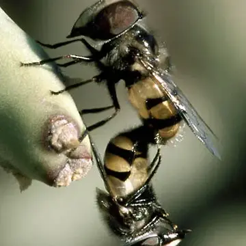 Copestylum (Volucellosia) fornax (Townsend, 1895):613