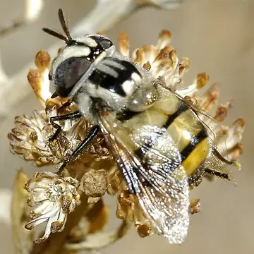 Copestylum (Volucellosia) fornax (Townsend, 1895):613