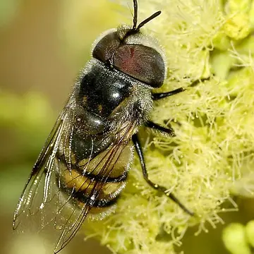 Copestylum (Volucellosia) fornax (Townsend, 1895):613
