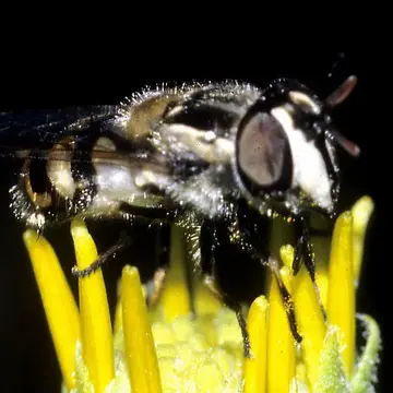Copestylum marginatum var. lentum Williston, 1887:152
