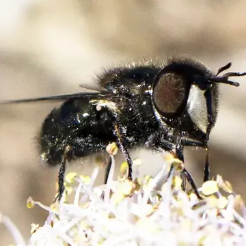 Copestylum marginatum var. lentum Williston, 1887:152