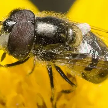 Copestylum marginatum (Say, 1829):167
