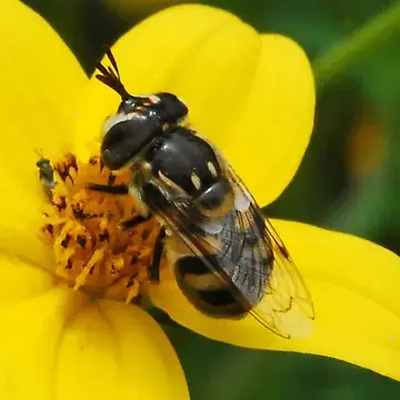 Copestylum marginatum (Say, 1829):167