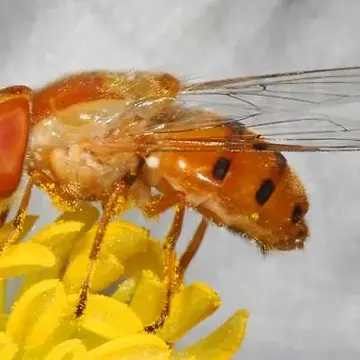 Copestylum (Phalacromya) sexmaculatum (Palisot de Beauvois, 1819):224