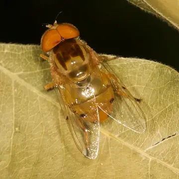 Copestylum (Phalacromya) sexmaculatum (Palisot de Beauvois, 1819):224