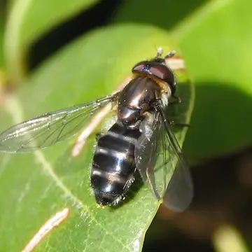 Betasyrphus serarius (Wiedemann, 1830):128