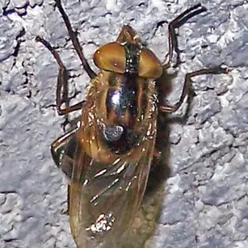 Copestylum (Phalacromya) tricinctum (Bigot, 1876):477