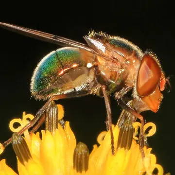Copestylum (Phalacromya) vesicularium (Curran, 1947):4