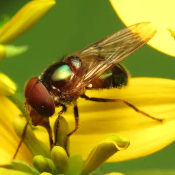 Copestylum (Phalacromya) vesicularium (Curran, 1947):4