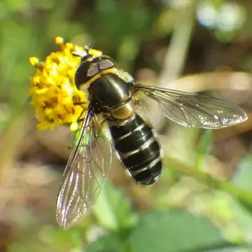 Betasyrphus serarius (Wiedemann, 1830):128