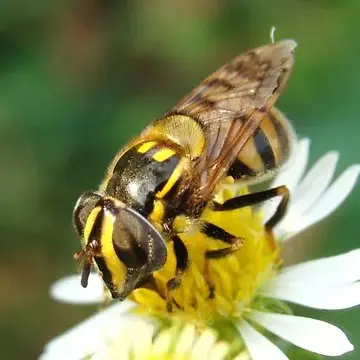 Copestylum vittatum Thompson, 1976:87