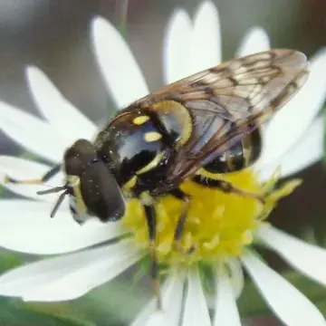 Copestylum vittatum Thompson, 1976:87