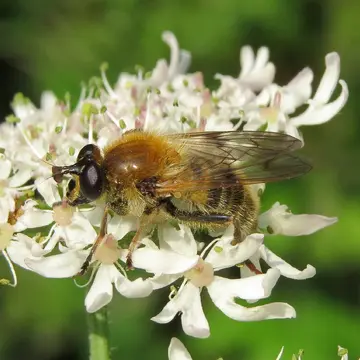 Criorhina asilica (Fallén, 1816):22