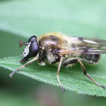 Criorhina asilica (Fallén, 1816):22