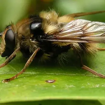 Criorhina aurea Lovett, 1919:248