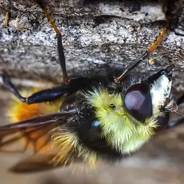 Criorhina aurea Lovett, 1919:248