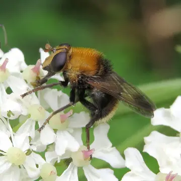 Matsumyia berberina (Fabricius, 1805):240