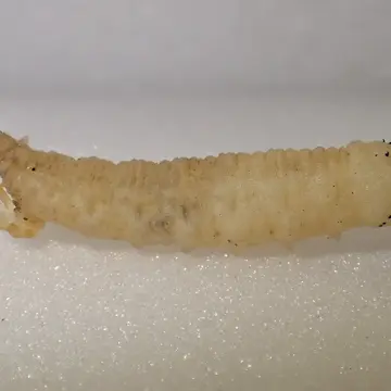 Matsumyia berberina (Fabricius, 1805):240