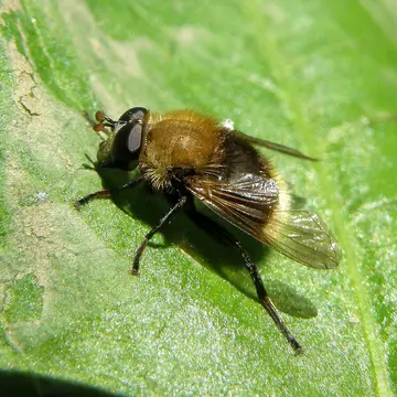 Matsumyia berberina (Fabricius, 1805):240