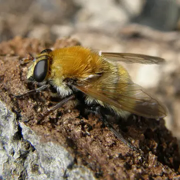 Matsumyia berberina (Fabricius, 1805):240