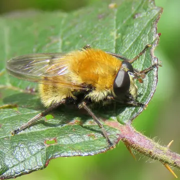 Matsumyia berberina (Fabricius, 1805):240