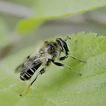Criorhina brevipila (Loew, 1871):235