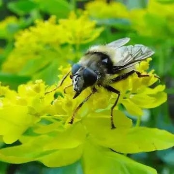 Criorhina bubulcus (Walker, 1849):567