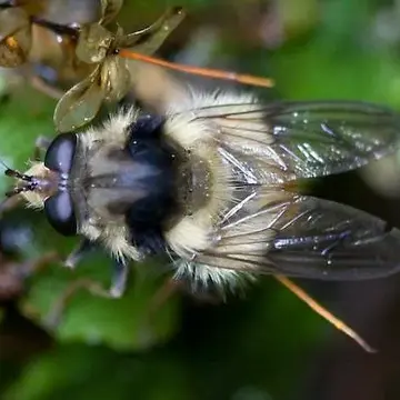 Criorhina bubulcus (Walker, 1849):567