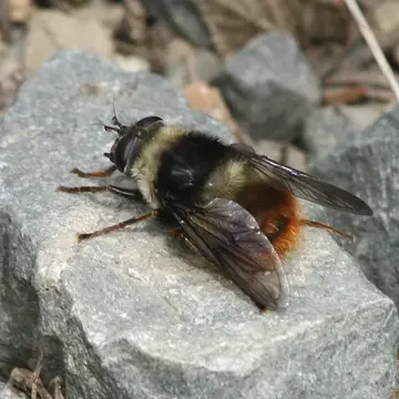 Criorhina caudata Curran, 1925:151
