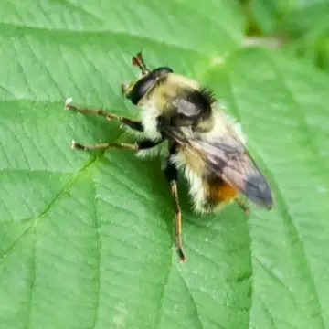 Criorhina caudata Curran, 1925:151
